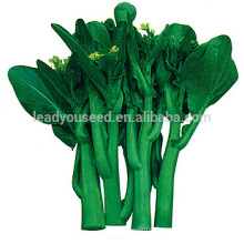 CS06 Dazhong 100 days late maturity choy sum seeds, china seeds